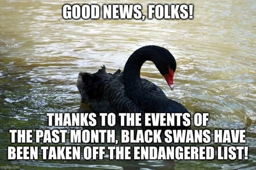 black swans enga.jpg